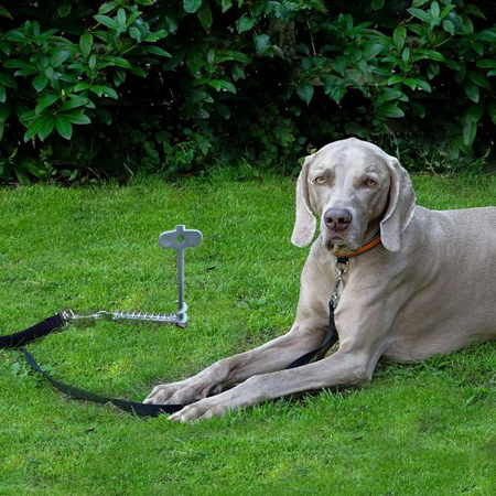 Hundehering – Bodenanker für Haustiere